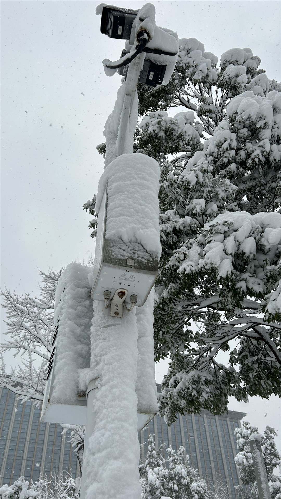 南方“小土豆”如何應對東北極寒?